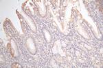 Connexin 26 Antibody in Immunohistochemistry (Paraffin) (IHC (P))