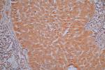 Annexin A1 Antibody in Immunohistochemistry (Paraffin) (IHC (P))