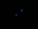 Calreticulin Antibody in Immunocytochemistry (ICC/IF)