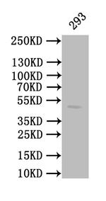 Calreticulin Antibody in Western Blot (WB)