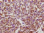 Flotillin 1 Antibody in Immunohistochemistry (Paraffin) (IHC (P))