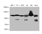 USP6 Antibody in Western Blot (WB)