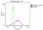 SMURF1 Antibody in Flow Cytometry (Flow)