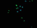 SMURF1 Antibody in Immunocytochemistry (ICC/IF)