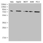 SMURF1 Antibody in Western Blot (WB)