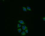 PRDX3 Antibody in Immunocytochemistry (ICC/IF)