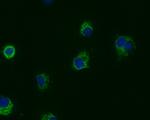 PRDX3 Antibody in Immunocytochemistry (ICC/IF)