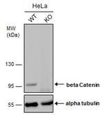 beta Catenin Antibody in Western Blot (WB)