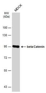 beta Catenin Antibody in Western Blot (WB)