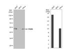 PAX6 Antibody in Western Blot (WB)