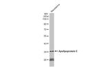 APOE Antibody in Western Blot (WB)