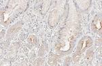 ACE2 Antibody in Immunohistochemistry (Paraffin) (IHC (P))