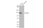 ACE2 Antibody in Western Blot (WB)