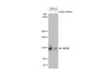 ACE2 Antibody in Western Blot (WB)