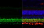 GAD67 Antibody in Immunohistochemistry (Paraffin) (IHC (P))