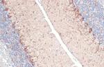 GAD67 Antibody in Immunohistochemistry (Paraffin) (IHC (P))