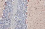 GAD67 Antibody in Immunohistochemistry (Paraffin) (IHC (P))