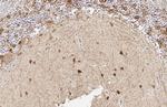 GAD67 Antibody in Immunohistochemistry (Paraffin) (IHC (P))