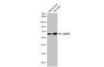 GAD67 Antibody in Western Blot (WB)