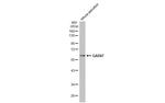 GAD67 Antibody in Western Blot (WB)