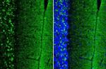 alpha Synuclein Antibody in Immunohistochemistry (Frozen) (IHC (F))