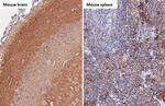 alpha Synuclein Antibody in Immunohistochemistry (Paraffin) (IHC (P))