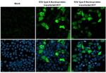 RSV NP Antibody in Immunocytochemistry (ICC/IF)