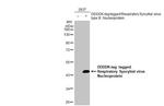 RSV NP Antibody in Western Blot (WB)