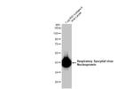 RSV NP Antibody in Western Blot (WB)