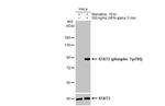 Phospho-STAT3 (Tyr705) Antibody in Western Blot (WB)