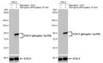 Phospho-STAT3 (Tyr705) Antibody in Western Blot (WB)