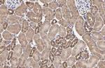 MC1R Antibody in Immunohistochemistry (Paraffin) (IHC (P))