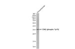 Phospho-CDK2 (Tyr15) Antibody in Western Blot (WB)