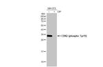 Phospho-CDK2 (Tyr15) Antibody in Western Blot (WB)