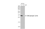 Phospho-CDK2 (Tyr15) Antibody in Western Blot (WB)