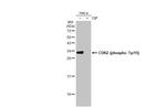 Phospho-CDK2 (Tyr15) Antibody in Western Blot (WB)