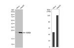 SOD2 Antibody in Western Blot (WB)