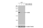 SOD2 Antibody in Western Blot (WB)