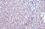 HDAC2 Antibody in Immunohistochemistry (Paraffin) (IHC (P))