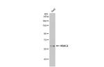 HDAC2 Antibody in Western Blot (WB)