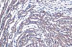 eIF4E Antibody in Immunohistochemistry (Paraffin) (IHC (P))