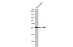 eIF4E Antibody in Western Blot (WB)