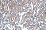 eIF4E Antibody in Immunohistochemistry (Paraffin) (IHC (P))