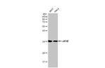 eIF4E Antibody in Western Blot (WB)