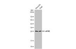 eIF4E Antibody in Western Blot (WB)