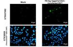 HA Tag Antibody in Immunocytochemistry (ICC/IF)