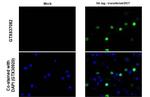 HA Tag Antibody in Immunocytochemistry (ICC/IF)