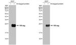 HA Tag Antibody in Western Blot (WB)