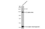 Complement C3 Antibody in Western Blot (WB)