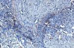 HDAC3 Antibody in Immunohistochemistry (Paraffin) (IHC (P))